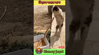 The swiftest animal on earth  fight between cat and snake shorts বিড়াল ও সাপের মধ্যে ক্ষিপ্র কে [upl. by Korey]