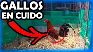 GALLOS FINOS EN CUIDO INSTALACIONES DE CRIADERO TURCO EN ECUADOR [upl. by Affrica]