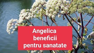 Angelica Archangelica  beneficii pentru sanatate plants remedy nature [upl. by Bowles]