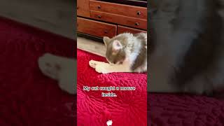 cat and mousecat pets funnycat funny [upl. by Oal]