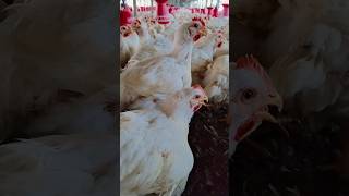 उद्योजक आपल्या poultryfarm farming boiler chicken viralvideo [upl. by Adlee]