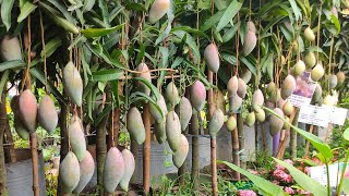 Red Ivory Mango Farming in India  Red Ivory mango cultivation at rooftop [upl. by Keryt592]