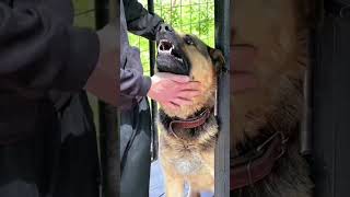 Rottweiler vs German shepherd vs Tibetan mastiff dangerousfight [upl. by Geldens]