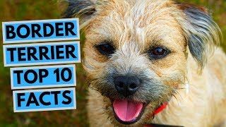 Border Terrier  TOP 10 Interesting Facts [upl. by Elegna785]