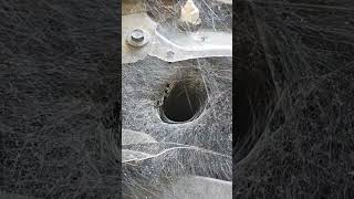 Interesting spider web with a tunnel [upl. by Penoyer]