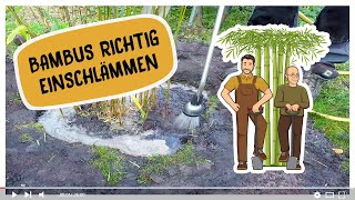 Pflanzen richtig einpflanzen Wie schlämmen wir Bambus ein damit er optimal anwächst [upl. by Ahsilla998]