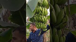 Best fertilizer for banana [upl. by Asimaj430]