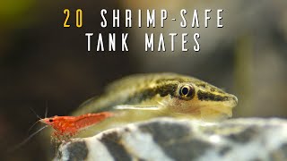 Ideal Dwarf Shrimp Tank Mates For A THRIVING Community Aquarium [upl. by Shear]