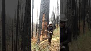 cut the forest tree with iron shortsvideo [upl. by Karli]