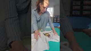 Trunky the Horsefield Tortoise fresh after bath video animals pets happy cute [upl. by Renrut855]