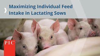 3 Sow Care Focus Areas During Farrowing  Pig Improvement Company PIC [upl. by Audwen]