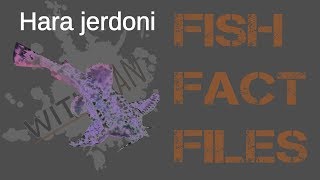 Fish fact file 01 Hara jerdoni dwarf anchor catfish [upl. by Jegger816]