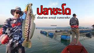 ตกปลาชะโดป่าเขื่อนลำแซะ อครบุรี จนครราชสีมา Rapala Blackthundros Magnum [upl. by Ecnerret]