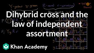 Dihybrid Cross Explained [upl. by Aikehs]