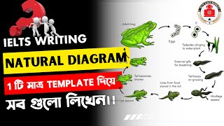 ielts writing task 1 Natural Diagram class bangla।।ielts class banglay bd [upl. by Braeunig]