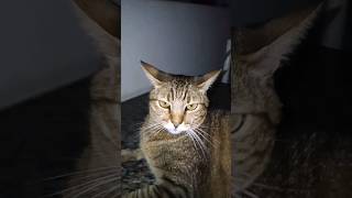 Meu Gato Lindo De Deus [upl. by Naillimixam]