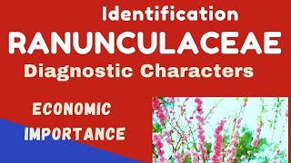 Identification diagnostic characters and economic importance of Ranunculaceae Ranunculaceae [upl. by Orsini]