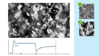 Crystallization Mechanisms Particle Flocculation crystallization [upl. by Airbas]