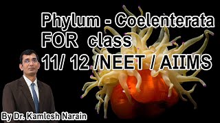 Phylum  Coelenterata  cnidaria FOR class 11 12 NEET  AIIMS By DR KAMLESH NARAIN [upl. by Wilhelm]