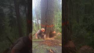 Why is tree cutting the most dangerous job arboristtreefelling chainsawman [upl. by Arramat]