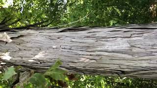 Carya ovata Juglandaceae shagbark hickory [upl. by Labotsirhc]