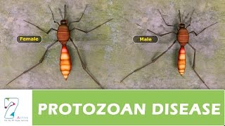 PROTOZOAN DISEASE PART 01 [upl. by Layol]