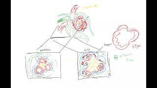 Nephrology 11c ENG Rapidly progressive glomerulonephritis RPGN crescentic glomerulonephritis [upl. by Markowitz]