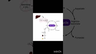 Urea Cycle liver homeostasis biology [upl. by Shirah]