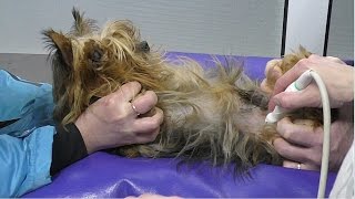 Как делают УЗИ СОБАКЕ Ultrasound examination of the dog Одесса [upl. by Nonez]