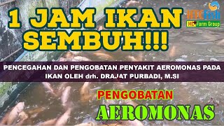 Pencegahan Dan Pengobatan Penyakit AEROMONAS Pada Ikan Nila Oleh drh DRAJAT PURBADI MSi [upl. by Ybok]