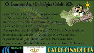 llevamos los pajaros al concurso de cadelvi viso del alcor🥈🥉🏆 [upl. by Wren]