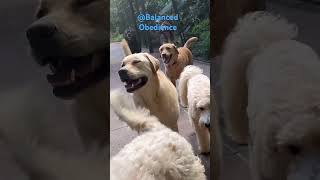 Dog Social BalancedObedience [upl. by Delphinia]