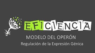 MODELO DEL OPERÓN Regulación de la Expresión Génica [upl. by Popper475]