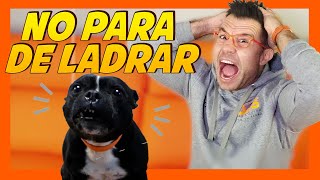 ⚠️ ESTO FUNCIONA ⚠️ Claves para que tu PERRO pare de LADRAR 🐶😫  Educación Canina 📝 [upl. by Eirbua668]