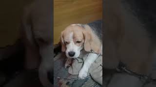 Beagle dog beaglebreed doglover shortvideo [upl. by Arotak]