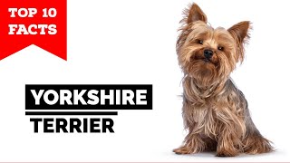 Yorkshire Terrier  Top 10 Facts Yorkie [upl. by Irrehc]