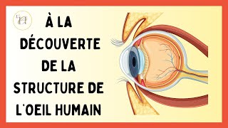 À LA DÉCOUVERTE DE LA STRUCTURE DE L’OEIL HUMAIN [upl. by Nohsyar102]