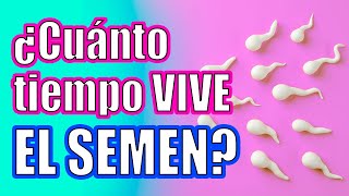 ¿Cuanto tiempo viven los ESPERMATOZOIDES fuera y dentro del cuerpo [upl. by Konstanze]