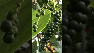 How to Grow Black Pepper Plant at Home plants shorts farming [upl. by Yleoj]