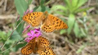 Two Males of High Brown Fritillary Butterfly Peacefully Visit Same Flowers Together for Nectar [upl. by Letizia]