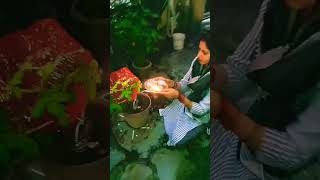 mere angan ki Tulsi tulsivivah tulsisong 🥰🥰🥰🥰 [upl. by Gnoud]