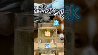 水と油の中に氷を入れたらどうなるのか！？氷の実験！ チワックスこたろうのヘソ天 pomeranian science dog shorts [upl. by Naujej442]