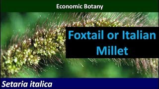 Economic Botany of Foxtail or Italian Millet Setaria italica [upl. by Saville]