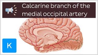 Calcarine branch of medial occipital artery  Anatomical Terms Pronunciation by Kenhub [upl. by Haila607]