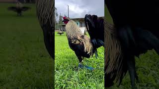 Toppy Black Grey  Gonsalves Gamefarm Beautiful Birds gamefowl [upl. by Sillek]