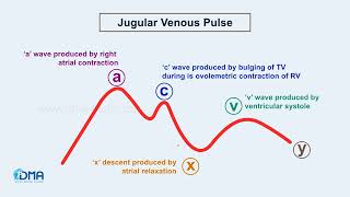 Jugular Venous Pulse  CARDIOVASCULAR SYSTEM  Drill the Basic  DMA [upl. by Simaj]