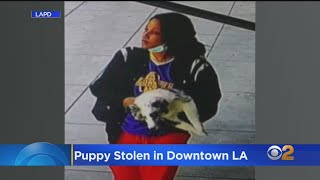 Police Release Photo Of Woman Suspected Of Stealing Puppy From DTLA Residence [upl. by Eedya50]