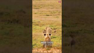 Interesting Facts About Warthog  warthog hunting  shorts animals [upl. by Josephina455]