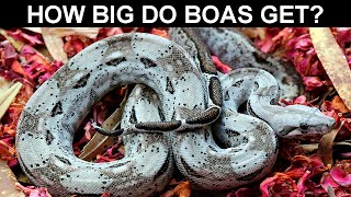 How Big Do Boas Get [upl. by Araic]