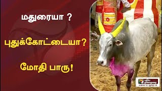 Alanganallur jallikattu 2022 மதுரையா  புதுக்கோட்டையா  மோதி பாரு [upl. by Imehon]